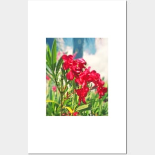 Oleander Posters and Art